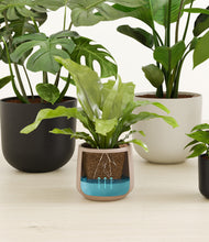 Load image into Gallery viewer, Chelsea