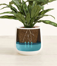 Load image into Gallery viewer, White