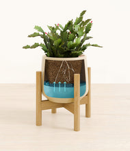 Load image into Gallery viewer, -