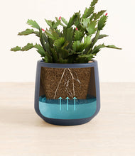 Load image into Gallery viewer, -