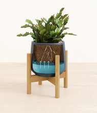 Load image into Gallery viewer, -