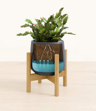 Load image into Gallery viewer, -