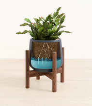 Load image into Gallery viewer, -