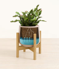 Load image into Gallery viewer, -