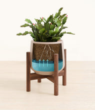 Load image into Gallery viewer, -