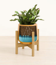 Load image into Gallery viewer, -