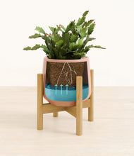 Load image into Gallery viewer, -