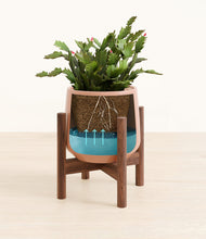 Load image into Gallery viewer, -