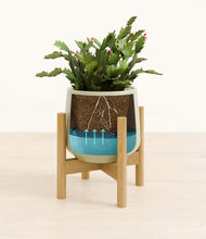 Load image into Gallery viewer, -