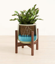 Load image into Gallery viewer, -