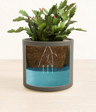 Load image into Gallery viewer, -