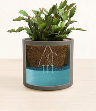 Load image into Gallery viewer, -