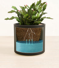 Load image into Gallery viewer, -