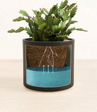 Load image into Gallery viewer, -