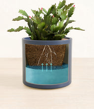 Load image into Gallery viewer, -