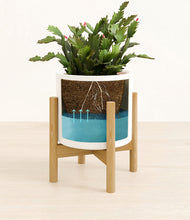 Load image into Gallery viewer, -