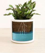 Load image into Gallery viewer, -