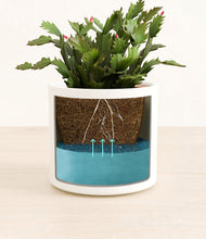 Load image into Gallery viewer, -