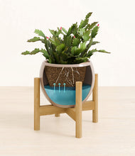 Load image into Gallery viewer, -