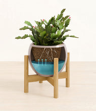 Load image into Gallery viewer, -