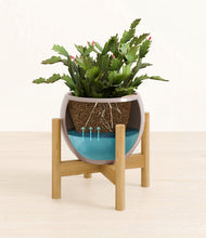 Load image into Gallery viewer, -