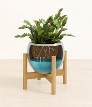 Load image into Gallery viewer, -