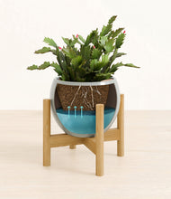 Load image into Gallery viewer, -