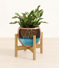 Load image into Gallery viewer, -