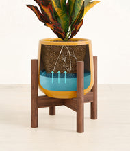 Load image into Gallery viewer, Mustard stand:walnut