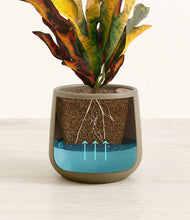 Load image into Gallery viewer, Olive