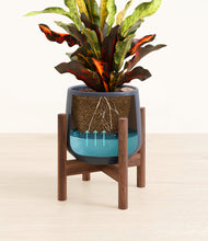 Load image into Gallery viewer, Deep Navy stand:walnut