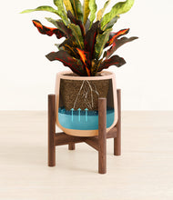 Load image into Gallery viewer, Gentle Pink stand:walnut