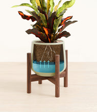 Load image into Gallery viewer, Turquoise stand:walnut