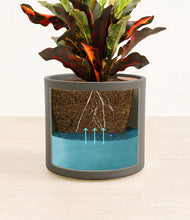 Load image into Gallery viewer, Dark Olive