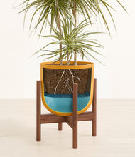 Load image into Gallery viewer, Sunset Orange stand:walnut