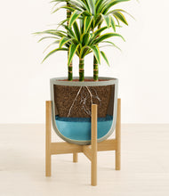 Load image into Gallery viewer, Sage Green stand:bamboo