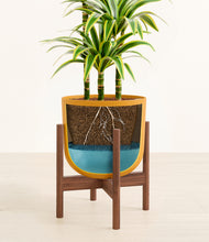 Load image into Gallery viewer, Sunset Orange stand:walnut