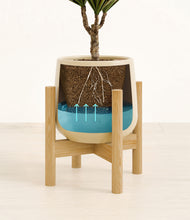 Load image into Gallery viewer, Almond Green stand:bamboo