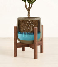 Load image into Gallery viewer, Olive stand:walnut