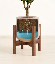 Load image into Gallery viewer, Eternal Gray stand:walnut