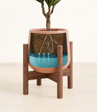 Load image into Gallery viewer, Calm Rose stand:walnut