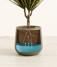 Load image into Gallery viewer, Olive