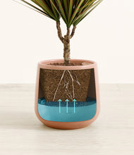 Load image into Gallery viewer, Calm Rose