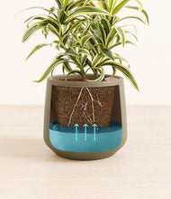 Load image into Gallery viewer, Olive