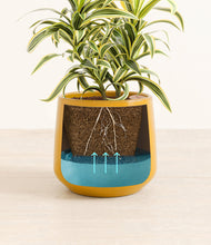 Load image into Gallery viewer, Mustard