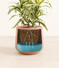 Load image into Gallery viewer, Calm Rose