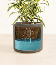 Load image into Gallery viewer, Dark Olive