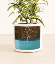 Load image into Gallery viewer, White