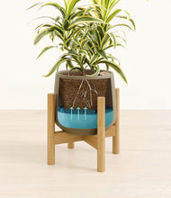 Load image into Gallery viewer, Olive stand:bamboo