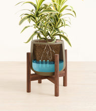 Load image into Gallery viewer, Olive stand:walnut